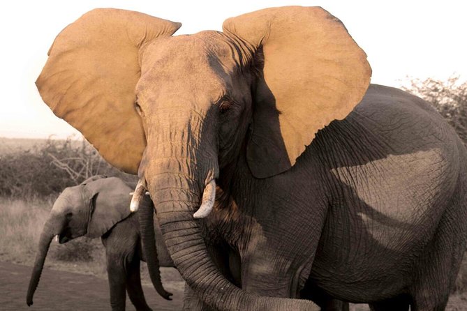 Fully inclusive Pilanesberg safari from Johannesburg - Key things to know before you go