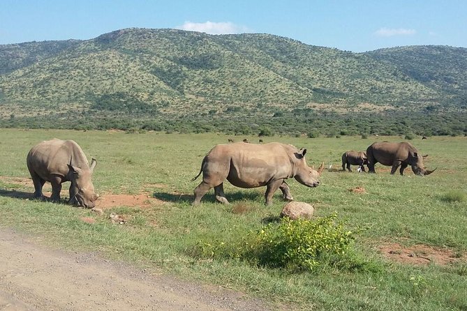 Fully inclusive Pilanesberg safari from Johannesburg - A fast Johannesburg-area safari, no overnight bush time