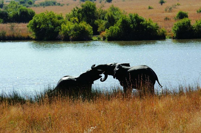 Fully inclusive Pilanesberg safari from Johannesburg - Inside the park: two ranger-led game drives (Big Five focus)
