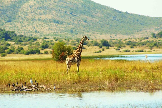 Fully inclusive Pilanesberg safari from Johannesburg - One thing to watch: pickup reliability and communication