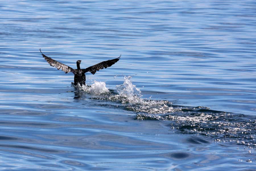Gansbaai and Big 5 Sea Safari Full-Day Tour from Cape Town - Who This Tour Fits Best (And Who Might Want a Different Day)