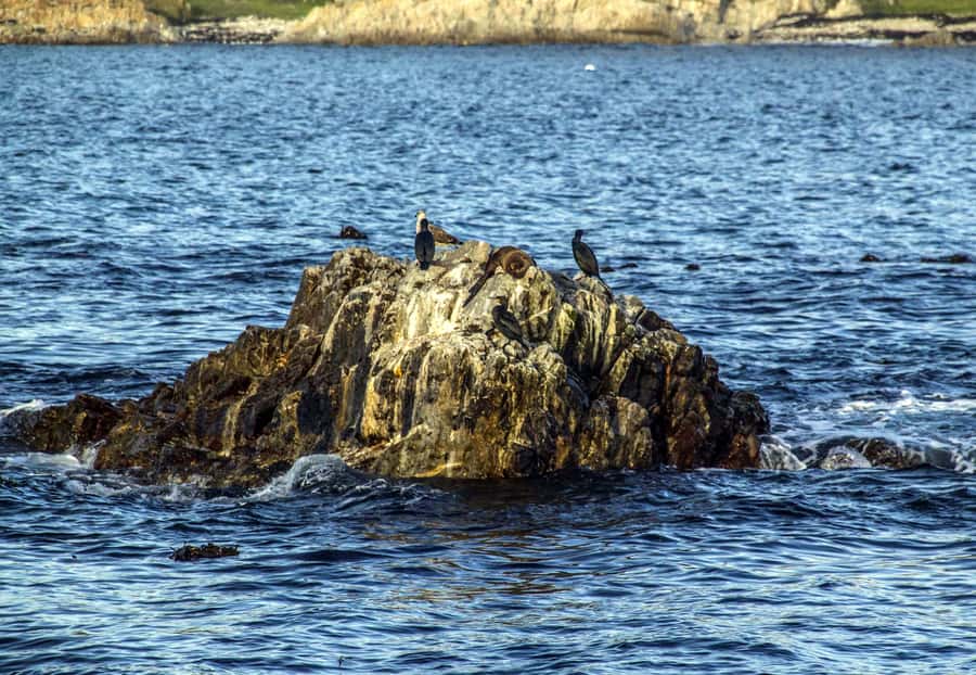 Gansbaai and Big 5 Sea Safari Full-Day Tour from Cape Town - Walker Bay Big 5 Sea Safari: What You’re Really Paying For
