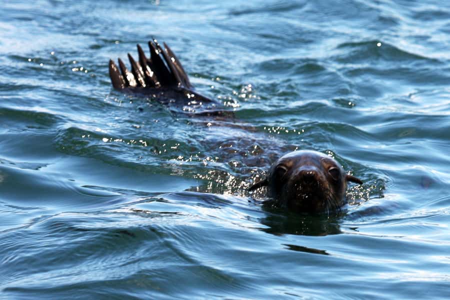 Gansbaai and Big 5 Sea Safari Full-Day Tour from Cape Town - The Boat Experience: How to Watch, Not Just Look