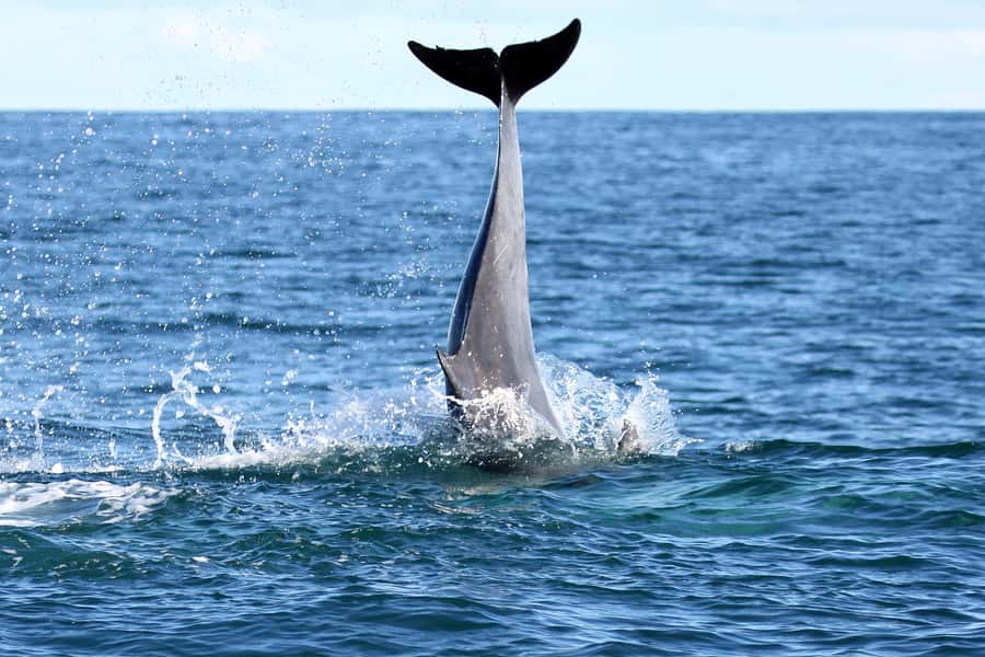 Gansbaai and Big 5 Sea Safari Full-Day Tour from Cape Town - Hermanus Late Lunch Stop: Time to Eat and Browse at Your Own Pace