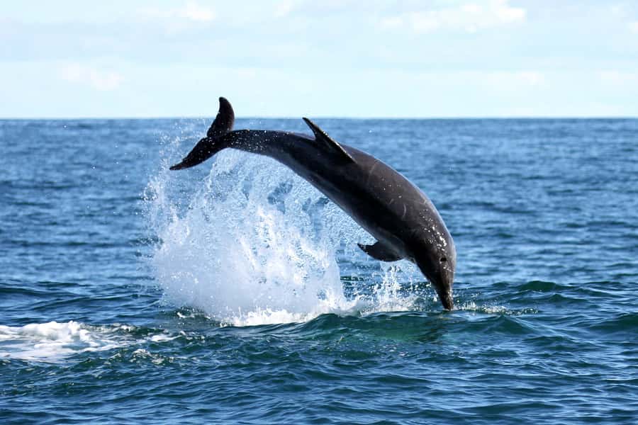 Gansbaai and Big 5 Sea Safari Full-Day Tour from Cape Town - Peregrine Farm Stall: Local Produce Makes a Great Ending