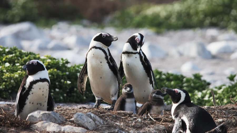 Gansbaai: Marine Big 5 Boat tour - Key things to know before you go