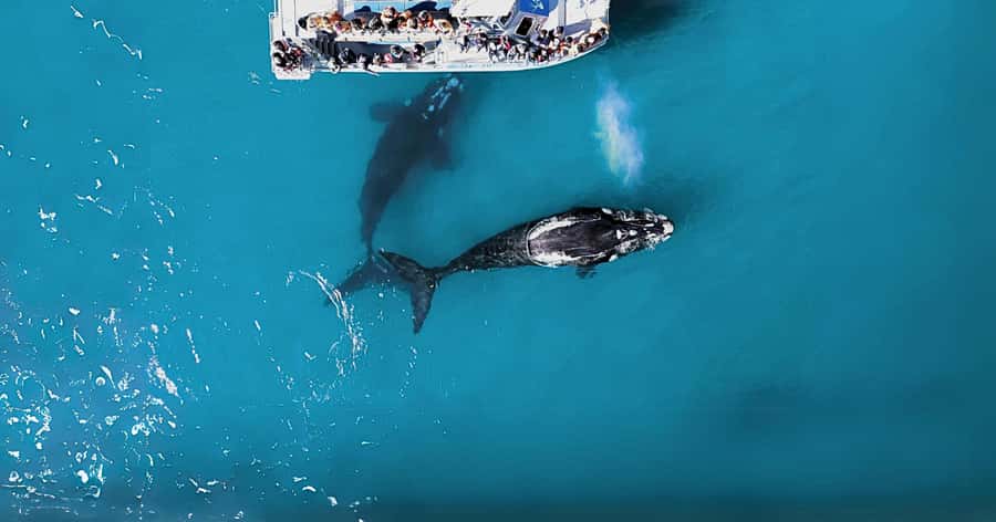 Gansbaai: Marine Big 5 Boat tour - Marine Big 5, in plain terms: what you are really chasing