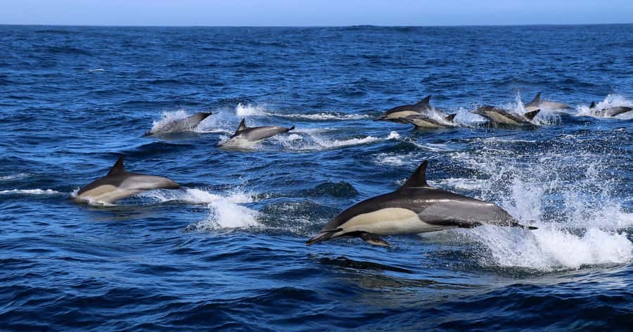 Gansbaai: Marine Big 5 Boat tour - Dyer Island and Shark Alley: how the boat turns scanning into sightings
