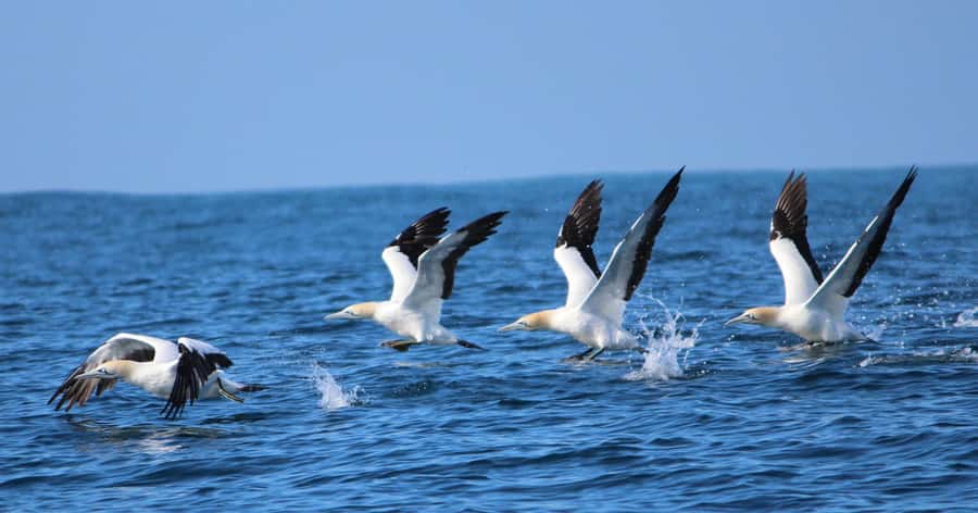 Gansbaai: Marine Big 5 Boat tour - The onboard marine biologist: what to listen for during your sightings