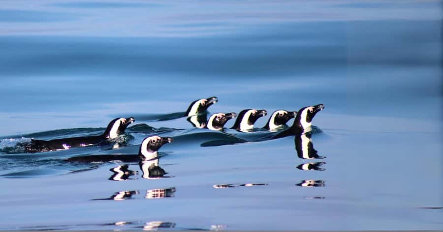Gansbaai: Marine Big 5 Boat tour - Price and logistics: is $155 good value for this kind of day?