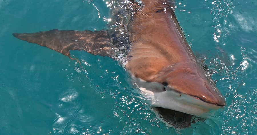 Gansbaai: Marine Big 5 Boat tour - Comfort, sea sickness, and how to not waste your energy
