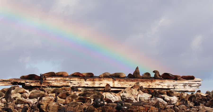 Gansbaai: Marine Big 5 Boat tour - Who should book this Marine Big 5 tour, and who might want another idea