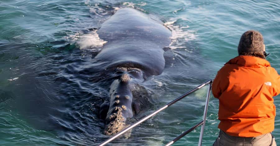 Gansbaai: Marine Big 5 Boat tour - The Great White House start: snacks, safety, and gear that matters