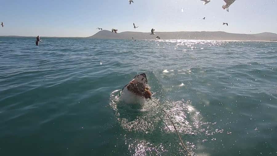 Gansbaai: Shark Cage Diving and Shark Viewing Boat Trip - Key highlights to look for