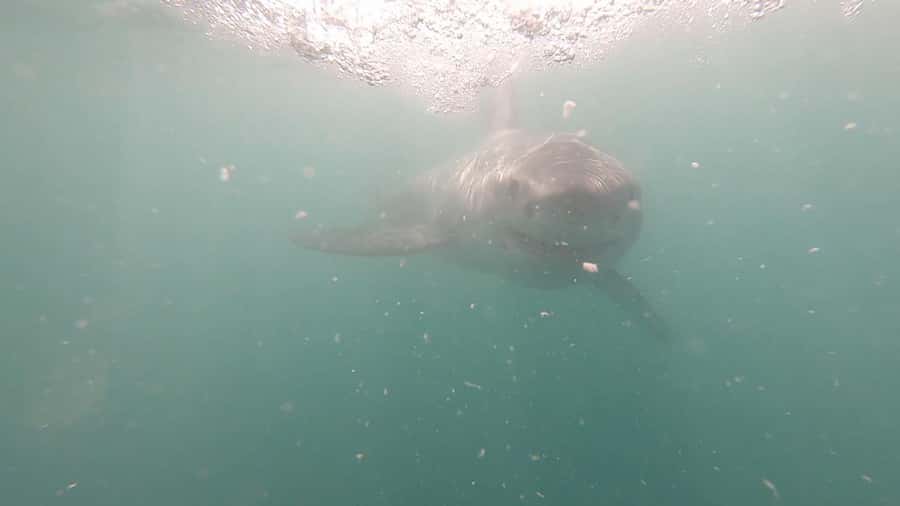 Gansbaai: Shark Cage Diving and Shark Viewing Boat Trip - Kleinbaai And Dyer Island, Why This Area Works