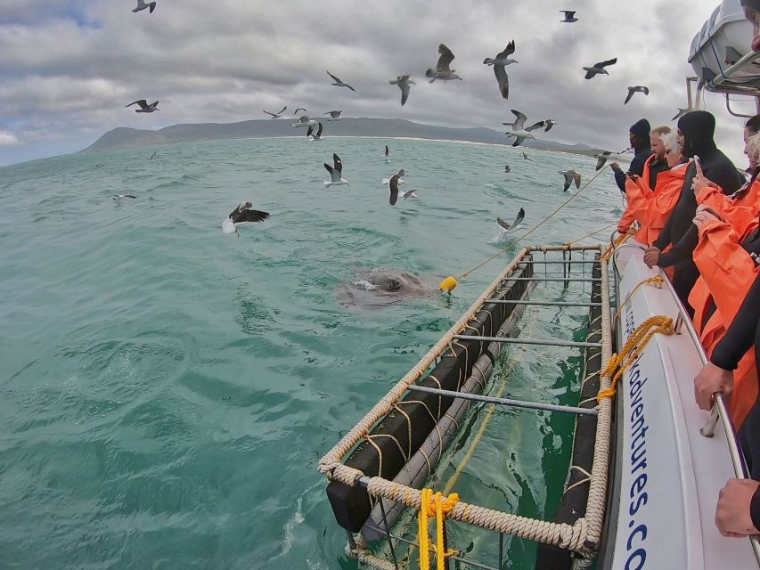 Gansbaai: Shark Cage Diving and Shark Viewing Boat Trip - Underwater Shark Cage Viewing: What Up Close Feels Like