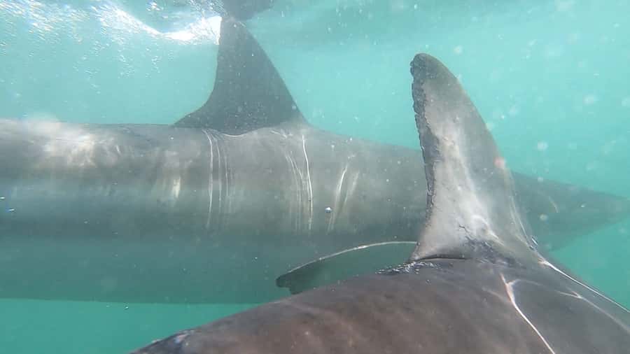 Gansbaai: Shark Cage Diving and Shark Viewing Boat Trip - Wildlife Beyond Sharks: Your Marine Big 5 Chances
