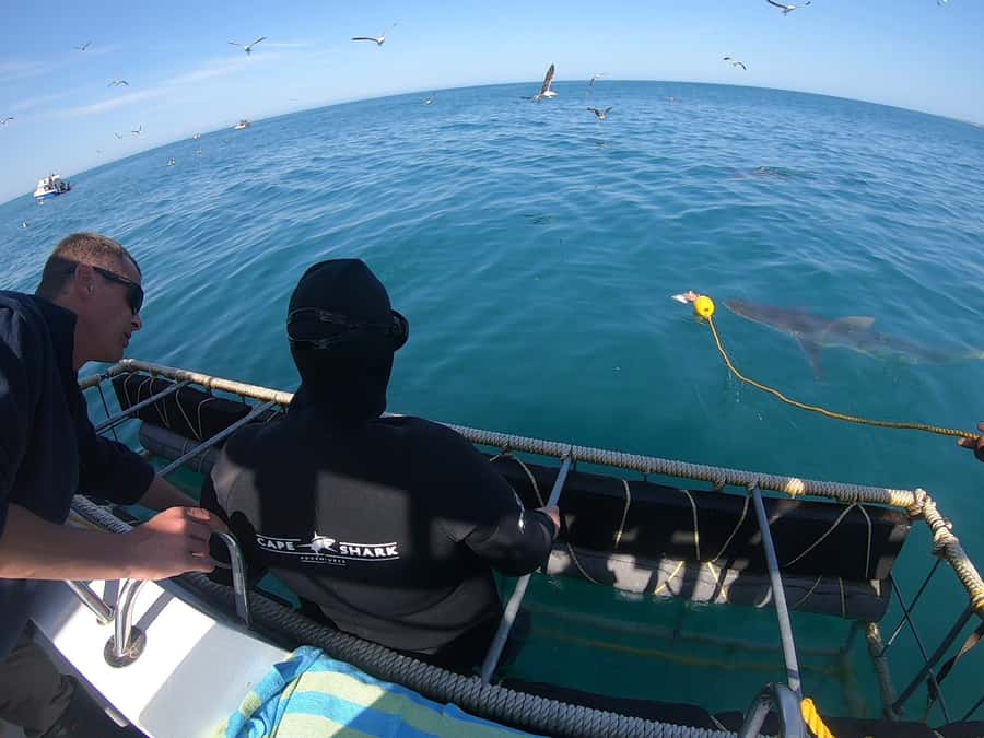 Gansbaai: Shark Cage Diving and Shark Viewing Boat Trip - Price And Value: Is $161 Fair For A 3-Hour Outing?