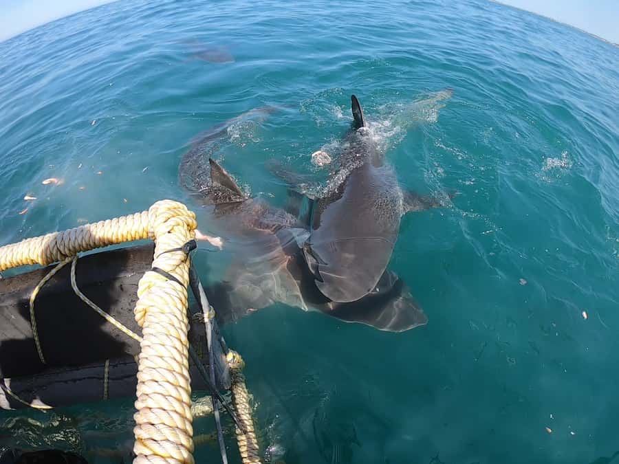 Gansbaai: Shark Cage Diving and Shark Viewing Boat Trip - Who This Trip Suits Best, And Who Might Skip