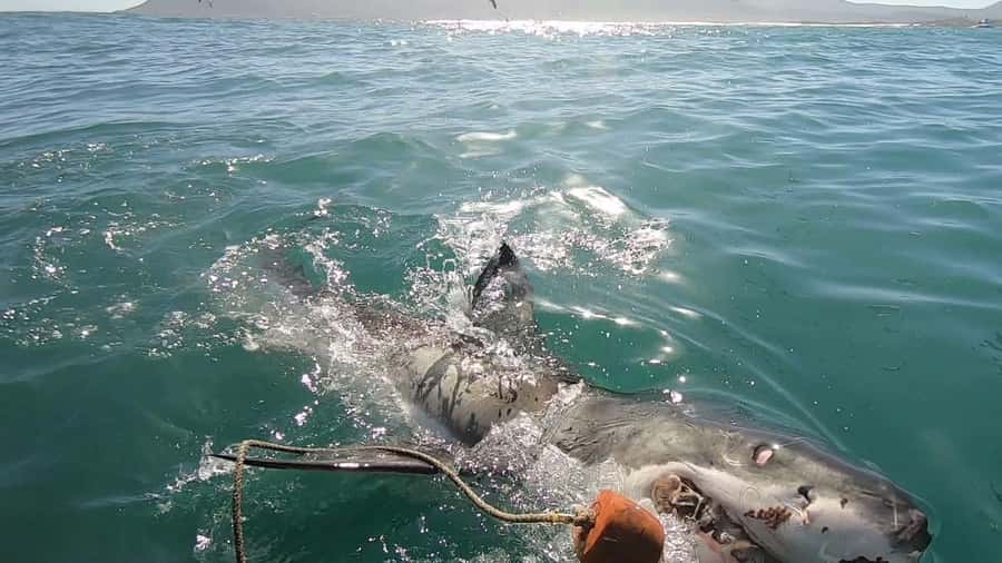 Gansbaai: Shark Cage Diving and Shark Viewing Boat Trip - The 3-Hour Flow: From Swart St To Shark Sightings