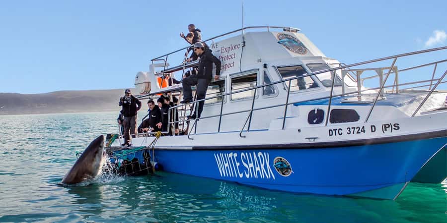 Gansbaai: Shark Dive & Whale Watching Combo Boat Trip - Key highlights at a glance