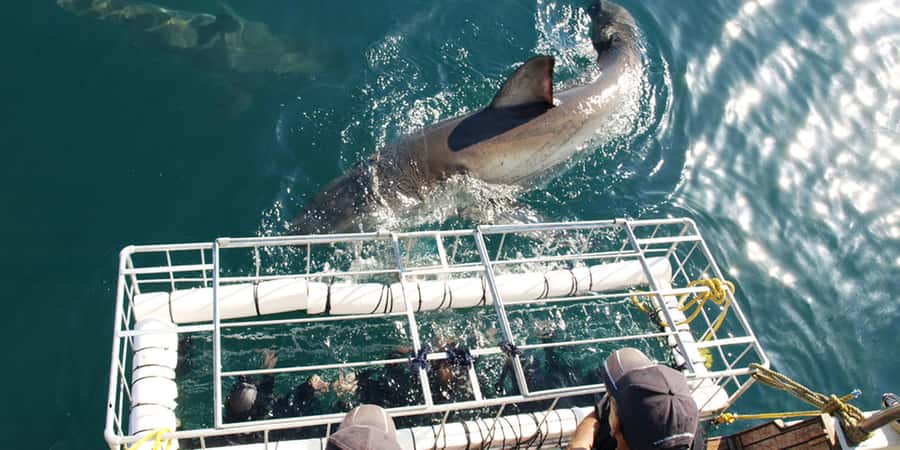 Gansbaai: Shark Dive & Whale Watching Combo Boat Trip - Why this Gansbaai combo hits different than a single wildlife outing