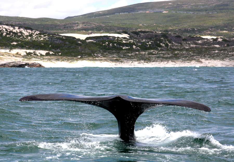 Gansbaai: Shark Dive & Whale Watching Combo Boat Trip - Price of $292: does the combo make sense for your time and money?