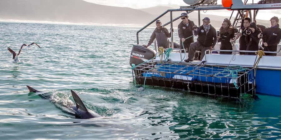 Gansbaai: Shark Dive & Whale Watching Combo Boat Trip - Should you book this Gansbaai shark cage and whale combo?