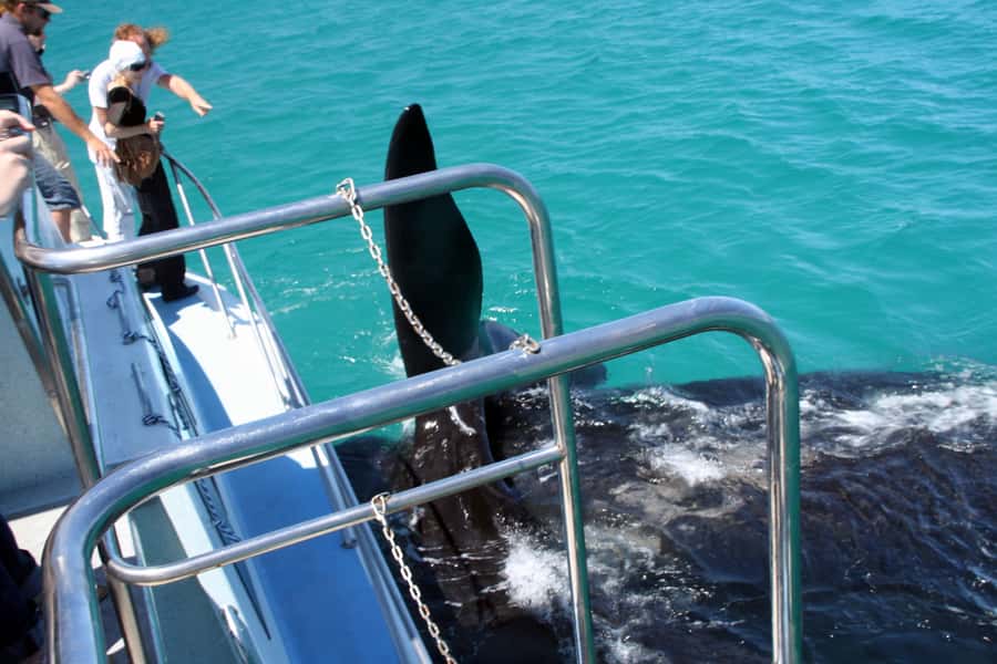 Gansbaai: Whale Watching Trip by Boat - What the 2-hour cruise feels like on the water