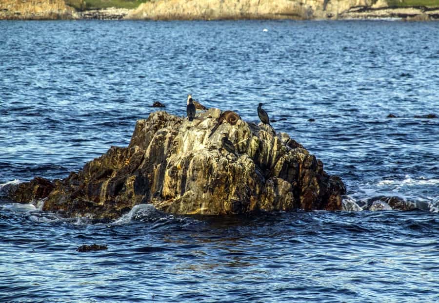 Gansbaai: Whale Watching Trip by Boat - Price and value: is $146 worth it for a whale boat trip?