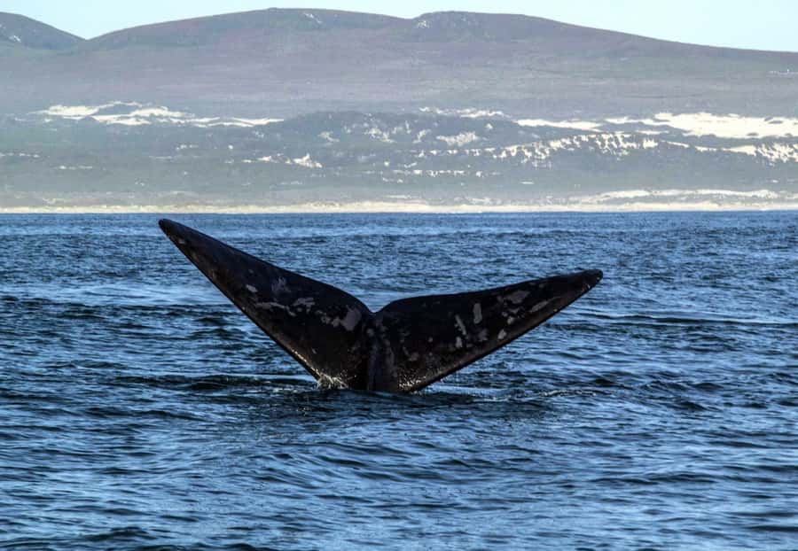 Gansbaai: Whale Watching Trip by Boat - Getting on board: meeting point and boarding style