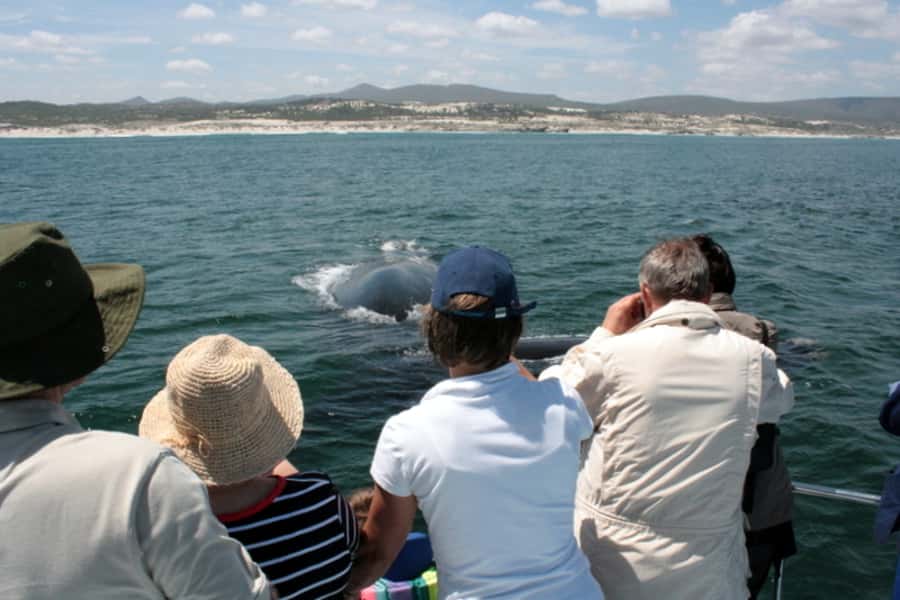 Gansbaai: Whale Watching Trip by Boat - Should you book this Gansbaai whale watching trip?