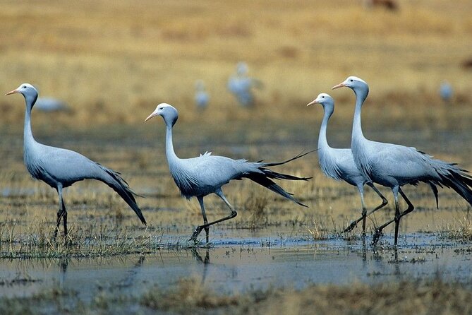 Garden Route & Botlierskop G Reserve 5 Day Safari from Cape Town - Who this tour fits best