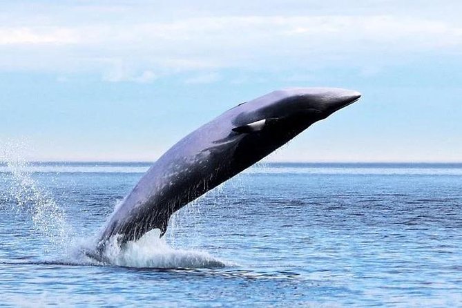 Garden Route Durban to Cape Town via Addo National Park - 7 Days - Addo Elephant National Park: your wildlife anchor day