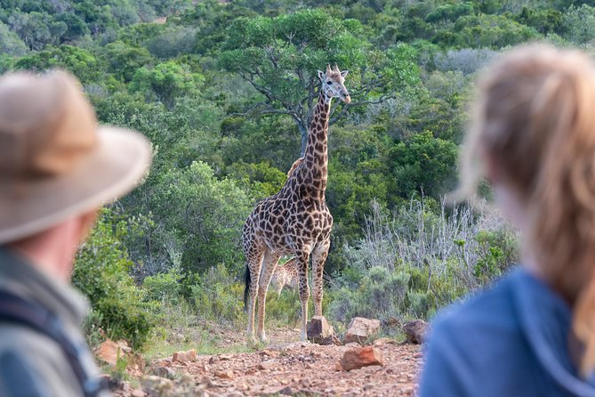 Giraffe Tracking 4x4 Safaris - The pause after wildlife: breakfast or sundowner snacks with the views