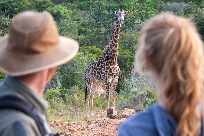 Giraffe Tracking 4x4 Safaris - Timing and duration: a focused 2-hour outing near Port Elizabeth