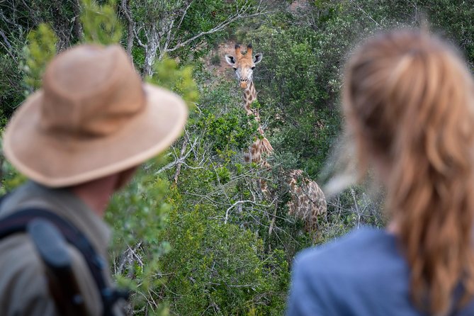 Giraffe Tracking 4x4 Safaris - What’s included, what’s not, and how to plan your comforts