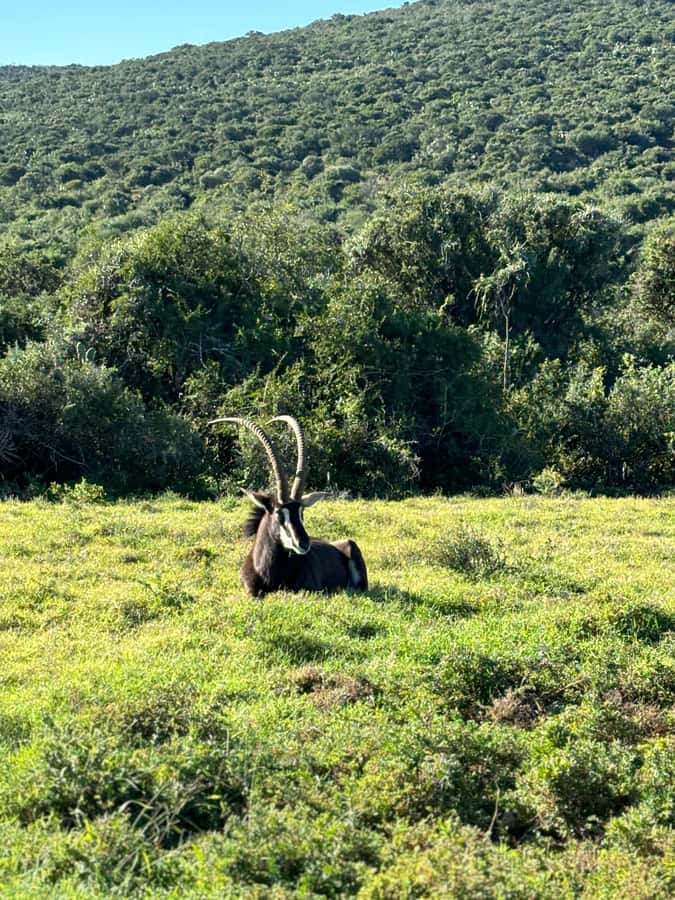 Gqeberha: Park View Game Drive at Schotia Safaris with Lunch - Key highlights worth getting excited about