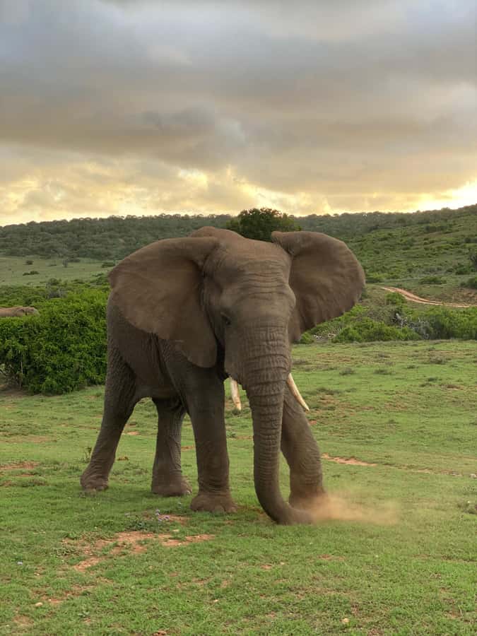 Gqeberha: Park View Game Drive at Schotia Safaris with Lunch - Schotia Safaris game drive: why this works from Gqeberha