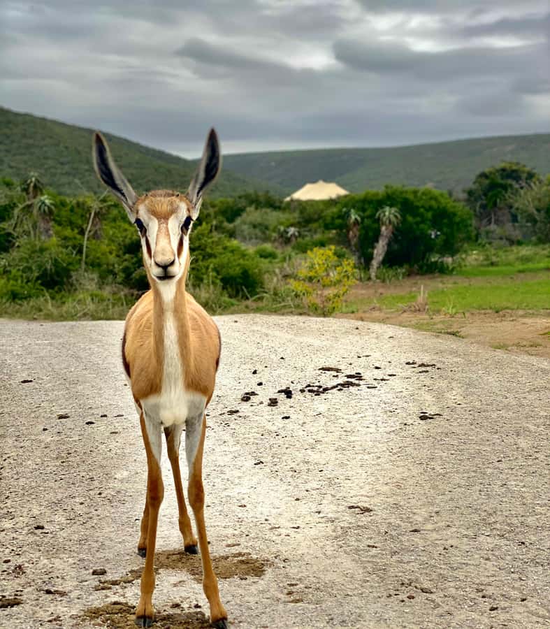 Gqeberha: Park View Game Drive at Schotia Safaris with Lunch - Entering Schotia Safaris: what the reserve is like for game viewing