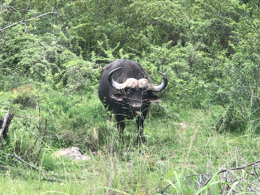 Gqeberha: Park View Game Drive at Schotia Safaris with Lunch - The 4-hour guided game drive: open or closed vehicle viewing