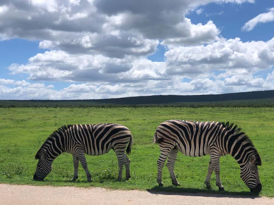 Gqeberha: Park View Game Drive at Schotia Safaris with Lunch - The picnic stop and the braai lunch you will actually enjoy