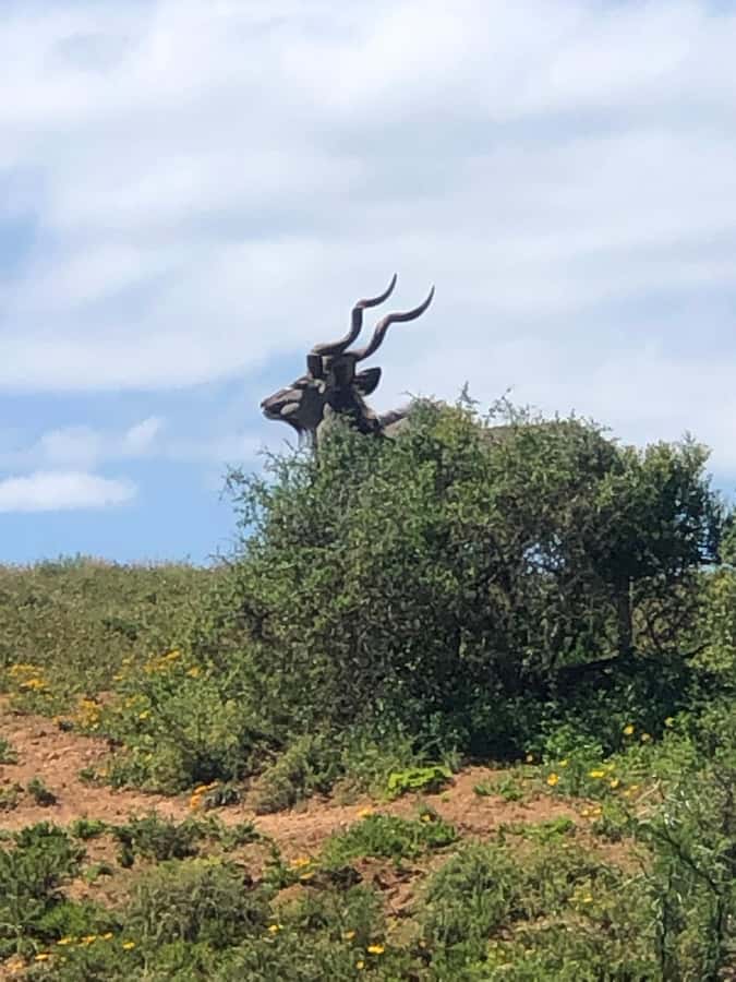 Gqeberha: Park View Game Drive at Schotia Safaris with Lunch - Optional on-site activities: what is not included here