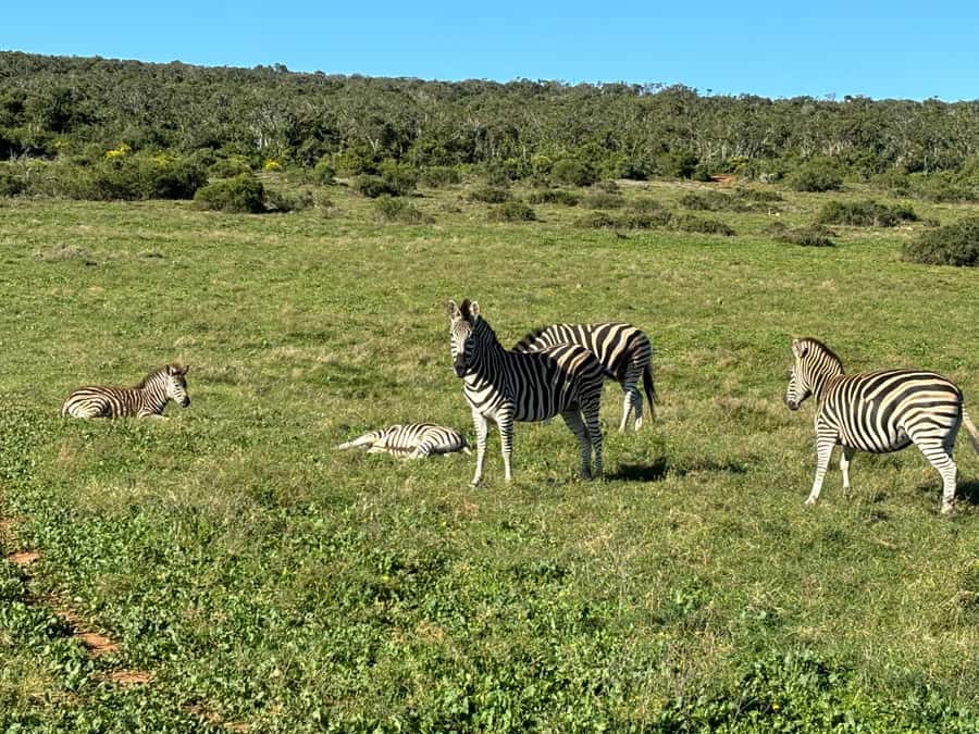Gqeberha: Park View Game Drive at Schotia Safaris with Lunch - What to bring, what to wear, and what you should leave at home