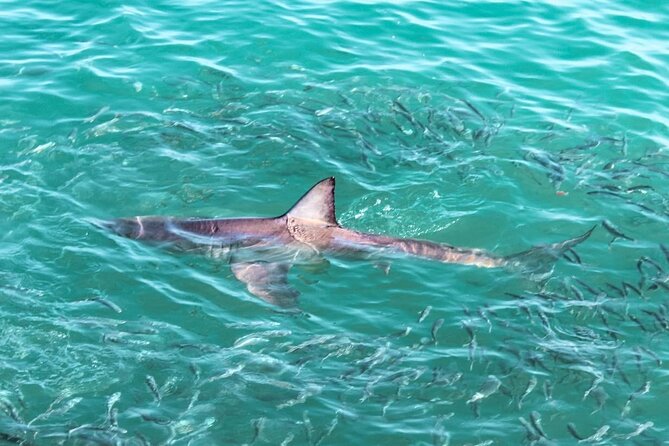 Guided Shark Cage Diving with Hookah Air Supply in Gansbaai - Key Highlights Worth Your Attention