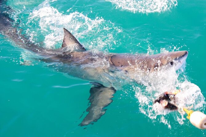 Guided Shark Cage Diving with Hookah Air Supply in Gansbaai - Why Hookah Air Supply Makes This Shark Cage Experience Easier