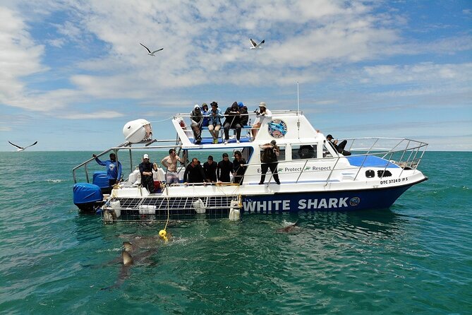Guided Shark Cage Diving with Hookah Air Supply in Gansbaai - When Sharks Do Not Show Up: Your No-Shark Options