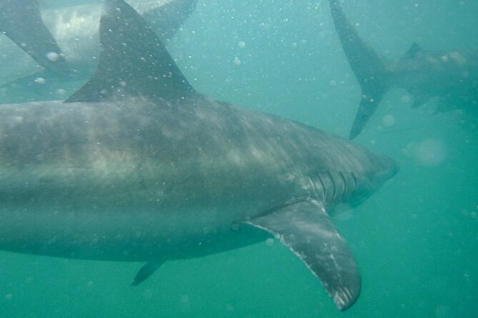 Guided Shark Cage Diving with Hookah Air Supply in Gansbaai - Small Group Size and Crew Control: Why Max 12 People Feels Better