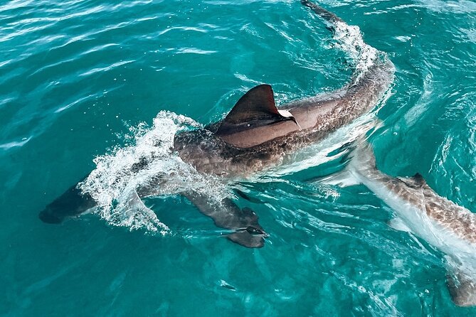 Guided Shark Cage Diving with Hookah Air Supply in Gansbaai - What You Get Before You Ever See a Shark