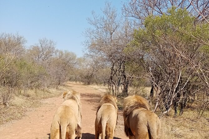 Guided Walking with Lions Bush-walk Tour - Key highlights to know before you go